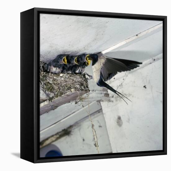 Swallow in Flight at the Nest-CM Dixon-Framed Stretched Canvas