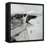 Swallow in Flight at the Nest-CM Dixon-Framed Stretched Canvas