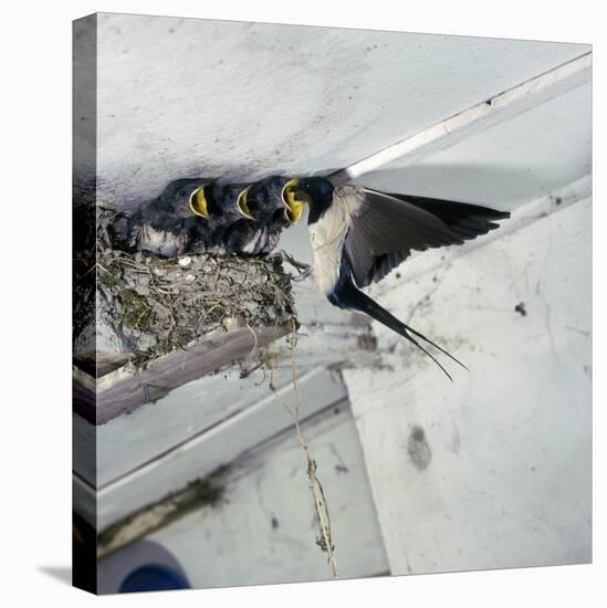 Swallow in Flight at the Nest-CM Dixon-Stretched Canvas