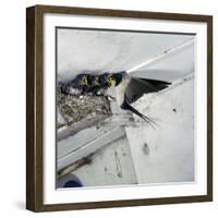 Swallow in Flight at the Nest-CM Dixon-Framed Photographic Print