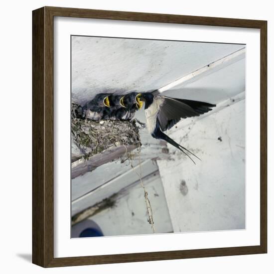 Swallow in Flight at the Nest-CM Dixon-Framed Photographic Print