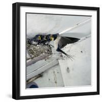 Swallow in Flight at the Nest-CM Dixon-Framed Photographic Print