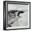 Swallow in Flight at the Nest-CM Dixon-Framed Photographic Print