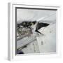 Swallow in Flight at the Nest-CM Dixon-Framed Photographic Print
