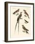 Swallow-Like Birds-null-Framed Giclee Print