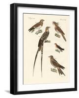 Swallow-Like Birds-null-Framed Giclee Print