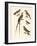 Swallow-Like Birds-null-Framed Giclee Print