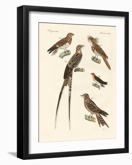 Swallow-Like Birds-null-Framed Giclee Print