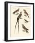 Swallow-Like Birds-null-Framed Giclee Print