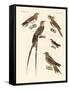 Swallow-Like Birds-null-Framed Stretched Canvas