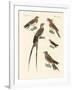 Swallow-Like Birds-null-Framed Giclee Print