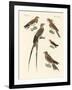 Swallow-Like Birds-null-Framed Giclee Print