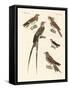 Swallow-Like Birds-null-Framed Stretched Canvas