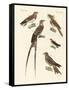 Swallow-Like Birds-null-Framed Stretched Canvas