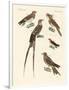 Swallow-Like Birds-null-Framed Giclee Print