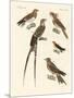 Swallow-Like Birds-null-Mounted Giclee Print