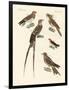 Swallow-Like Birds-null-Framed Giclee Print