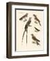 Swallow-Like Birds-null-Framed Giclee Print