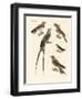 Swallow-Like Birds-null-Framed Giclee Print