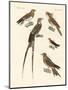 Swallow-Like Birds-null-Mounted Giclee Print