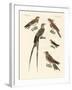 Swallow-Like Birds-null-Framed Giclee Print