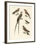 Swallow-Like Birds-null-Framed Giclee Print