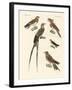 Swallow-Like Birds-null-Framed Giclee Print