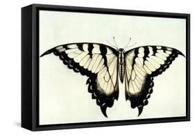 Swallow-Tail Butterfly-John White-Framed Stretched Canvas