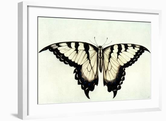 Swallow-Tail Butterfly-John White-Framed Giclee Print