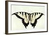 Swallow-Tail Butterfly-John White-Framed Giclee Print