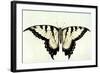 Swallow-Tail Butterfly-John White-Framed Giclee Print