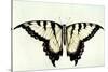 Swallow-Tail Butterfly-John White-Stretched Canvas