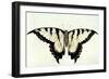 Swallow-Tail Butterfly-John White-Framed Giclee Print