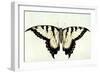 Swallow-Tail Butterfly-John White-Framed Giclee Print