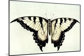 Swallow-Tail Butterfly-John White-Mounted Giclee Print