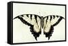 Swallow-Tail Butterfly-John White-Framed Stretched Canvas