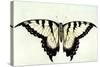 Swallow-Tail Butterfly-John White-Stretched Canvas