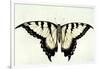 Swallow-Tail Butterfly-John White-Framed Giclee Print