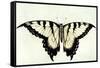 Swallow-Tail Butterfly-John White-Framed Stretched Canvas