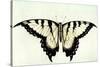 Swallow-Tail Butterfly-John White-Stretched Canvas