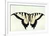 Swallow-Tail Butterfly-John White-Framed Giclee Print