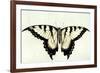 Swallow-Tail Butterfly-John White-Framed Giclee Print