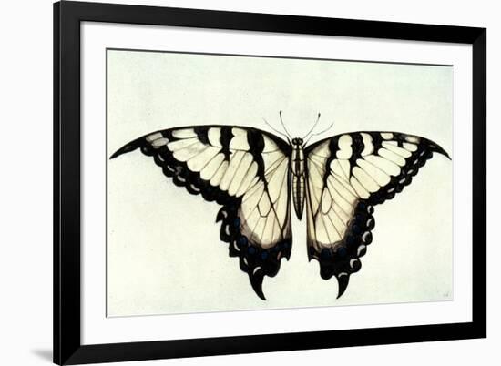 Swallow-Tail Butterfly-John White-Framed Giclee Print