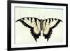 Swallow-Tail Butterfly-John White-Framed Giclee Print