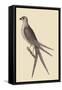 Swallow Tail Hawk-Mark Catesby-Framed Stretched Canvas