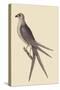 Swallow Tail Hawk-Mark Catesby-Stretched Canvas