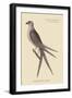 Swallow Tail Hawk-Mark Catesby-Framed Art Print