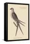 Swallow Tail Hawk-Mark Catesby-Framed Stretched Canvas