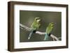 Swallow-tailed bee-eater (Merops hirundineus) adult and juvenile, Kgalagadi Transfrontier Park, Sou-James Hager-Framed Photographic Print