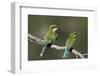 Swallow-tailed bee-eater (Merops hirundineus) adult and juvenile, Kgalagadi Transfrontier Park, Sou-James Hager-Framed Photographic Print